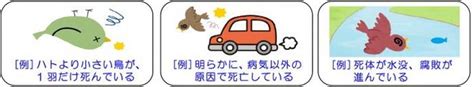 鳥死亡|野鳥が死んでいた場合の注意点